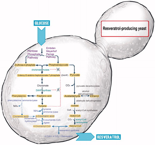 Figure 16. A bioengineered strain of Saccharomyces cerevisiae constructed for the de novo synthesis of resveratrol from glucose or ethanol via tyrosine as an intermediate.[Citation40]