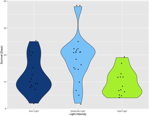 Figure 5. Violin plot of the longevity of juvenile Berghia stephanieae individuals, recorded as the number of days each post-metamorphic specimen survived at the three light intensities (zero light, moderate light, high light). Significant differences are found between individuals kept under zero light and moderate like (p = 0.020) and between those kept under moderate light and high light (p = 0.0020).