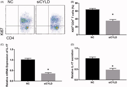 Figure 4. IL-33 promotes the proliferation of CYLD -activated DC-treated CD4+ T Cells. (A) Flow cytometry analysis of Ki67+CD4+ T cells. (B) qPCR detected the expression and secretion of IL-17. (C) ELISA detected the secretion of IL-17. *p < .01 vs NC group.