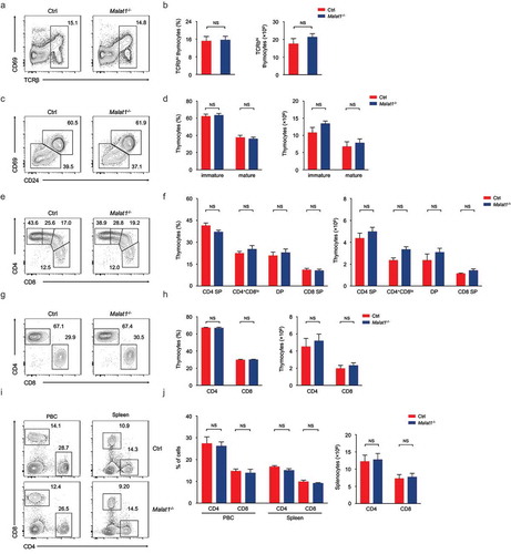 Figure 2. Ablation of Malat1 does not alter late T cell development and migration. (a-b) Flow cytometry analysis of post-selection TCRβhi thymocytes. The percentages (left) and numbers (right) of post-selection TCRβhi thymocytes are shown in b. (c-d) Flow cytometry analysis of mature (CD24−CD69−) thymocytes (bottom left) and immature (CD24+CD69+) thymocytes (top right) gated on post-selection TCRβhi thymocytes. The frequency (left) and numbers (right) of immature and mature subsets are shown in d. (e-f) Flow cytometry analysis of CD4+ SP, CD4+CD8lo, DP and CD8+ SP subsets gated on immature CD24+CD69+ TCRβhi thymocytes. The percentages (left) and numbers (right) of indicated subsets are shown in f. (g-h) Flow cytometry analysis of CD4+ and CD8+ subsets gated on mature CD24−CD69− TCRβhi thymocytes. The frequency (left) and numbers (right) of CD4+ and CD8+ subsets are shown in h. (i-j) Flow cytometry analysis of CD4+ and CD8+ T cells in peripheral blood cells (left column) and spleen (right column). The percentages (left) and numbers (right) of peripheral T cells are shown in j. Data represent mean ± s.d.