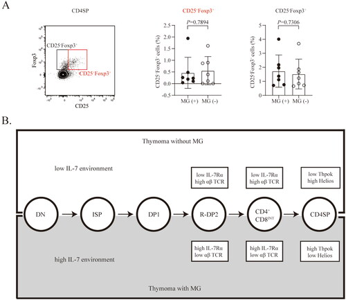 Figure 4. The proportion of intratumoral CD25+Foxp3+CD4+ T cells did not differ between MG (+) and MG (−) thymomas. (A) The percentage of CD25-Foxp3+ and CD25-Foxp3+ CD4SP cells in MG (+) (n = 7) and MG (−) (n = 7) thymomas. The data are shown as the means ± SDs. Statistical significance was determined by using Student’s t test. (B) Schematic depicting the different environments and phenotypes of thymocytes in MG (+) and MG (−) thymomas.
