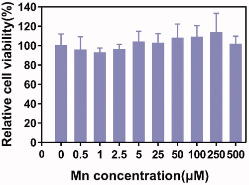 Figure 5. Evaluation of in vitro cytotoxicity of L-EGCG-Mn NPs in L929 cells.