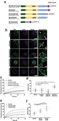 Figure 2. MLKS2 cellular localization and ZmSUN2-interaction.Subcellular localization of full length and deletion mutants of GFP-MLKS2 in transiently expressing N. benthamiana leaf cells as previously described [Citation35]. a) Domain deletion diagram of all constructs used showing the ARM domain (yellow), disordered regions (blue), transmembrane domain (TM), KASH domain (purple), terminal AA residues, and stop codon (*). b) Full length GFP-MLKS2 (green) and all but one deletion mutant localize to the NE around DAPI-stained chromatin (magenta). GFP-MLKS2ΔTM appears soluble and distributed throughout the nucleoplasm. A cell periphery network-like pattern was observed for all constructs, with GFP-MLKS2ΔTM appearing as soluble in the cytoplasm and GFP-MLKS2ΔARM appearing as associated with the ER. c) Fluorescence recovery curve from MLKS2 FRAP alone or when co-expressed with mCherry-ZmSUN2, mCherry-ZmSUN2ΔCC (without coiled coil domain), or mCherry-ZmSUN2ΔSUN (without SUN domain). d) FRAP recovery plateau values for fluorescence recovery curves shown in c). e) Fluorescence recovery curves showing increased mobile fraction in the NE for KASH or ARM domain deletion variants of GFP-MLKS2. f) FRAP recovery plateau values of MLKS2, MLKS2ΔKASH, and MLKS2ΔARM shown in d). Scale bar denotes 10 µm. For whisker plots, blue lines denote SD error bars, red lines denote mean. Nuclei (N = ≥30) imaged across three experimental repeats per treatment. ANOVA statistical test used where Ns = P ≥ 0.05, *** = P ≤ 0.001 and **** = P ≤ 0.0001.