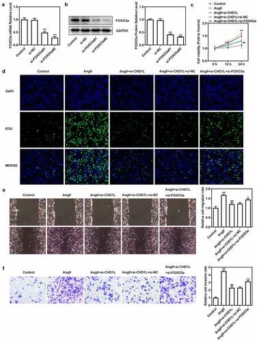 Figure 5. Downregulation of FOXO3a reverses the effect of CHD1L deficiency on AngII-induced VSMCs. (a-b) The transfection efficiency was confirmed by RT-qPCR and Western blot assays after FOXO3a was silenced in VSMCs. ***P < 0.001 vs si-NC. (c) Control or transfected VSMCs were treated with 10−6 mol/L AngII, at 0, 12 and 24 h post-treatment, the cell viability was measured by CCK-8 assay. (d-f) The control VSMCs or VSMCs that transfected with indicated siRNAs were treated with 10−6 mol/L AngII for 24 h, then (d) cell proliferation was observed by EDU staining (magnification x200); (e) migration was measured by wound healing assay (magnification x200); (f) invasion was detected by transwell assay (magnification x200). **P < 0.01 and ***P < 0.001 vs Control; ###P < 0.001 vs AngII; Δ P < 0.05 and ΔΔΔP<0.001 vs AngII + si-CHD1L+ si-NC. CHD1L, Chromodomain Helicase DNA Binding Protein 1-Like; FOXO3a, Forkhead box O3a; VSMCs, vascular smooth muscle cells; AngII, Angiotensin II; si, small interfering RNA; NC, negative control.