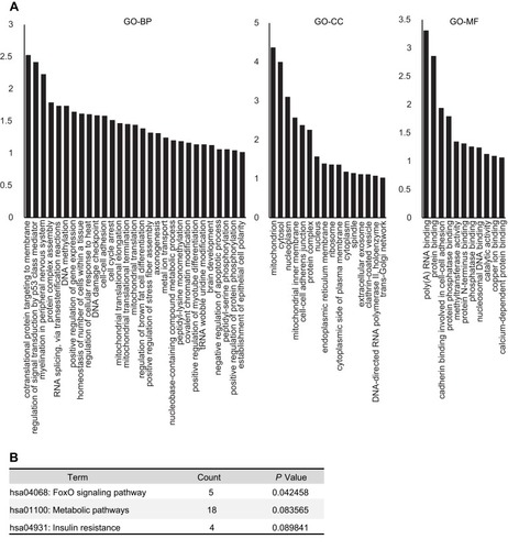 Figure 3 Functional annotation analysis of differentially expressed proteins between IH-exposed HUVECs treated with or without estradiol (E2). (A) GO analysis of the differentially expressed proteins. The distribution bar charts of the biological processes (GO-BP), cellular components (GO-CC), and molecular functions (GO-MF) are shown. (B) KEGG pathway analysis of the differentially expressed proteins.