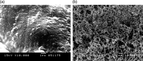 Figure 4.  The surface structure of gelatin wet spinning fiber (draw ratio 3.14): (a) before, and (b) after alginate extraction.