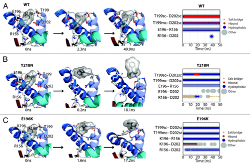 Figure 6. Salt bridge network around the F198 side chain. (A, B and C) Structures at specific time points of the WT simulation 2, Y218N simulation 1, and E196K simulation 2, respectively. Secondary structure color schemes are cyan for HA, blue for HB and HC, where the transparent helix is HC. Residues E/K196, F198, T199, D202, and R156 are shown in sticks and hydrogen bonds are indicated with dotted blue lines. (far right) Relevant contacts are plotted over time.