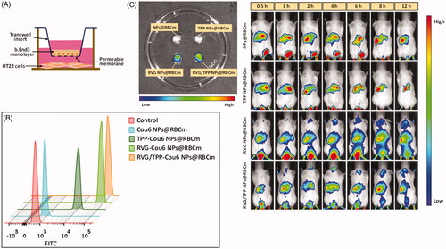 Figure 6. Transport across the BBB of novel biomimetic nanosystems. (A) Schematic diagram of in vitro BBB model. (B) FCM analysis of HT22 cells treated with various Cou6-tagged formulations after crossing the BBB-HT22 cells co-culture in vitro model. (C) In vivo brain-targeting ability. Biodistribution of DIR contained in various formulations determined by IVIS Lumina II.