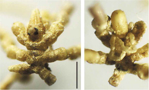 Figure 3. Abnormal Neotrygaeus communis female specimen: dorsal (left) and ventral (right) view. Scale bar: 0.5 mm.