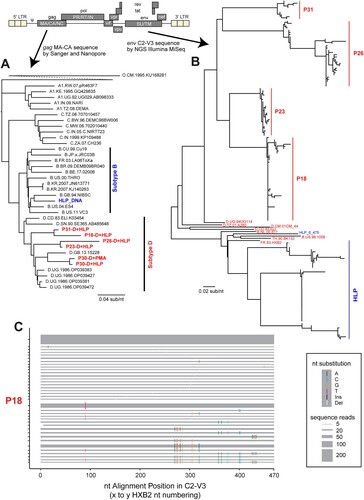 Figure 3. HLP-induced HIV-1 has high genetic diversity when reactivated from tCHI samples. The genetic diversity of induced HIV-1 subtype D sequences after latency reversal is shown. HIV-1 sequences spanning the LTR-gag and env (C2-V3) regions were analyzed using Sanger and Oxford Nanopore (A) and Illumina MiSeq (B), respectively. Reference sequences for subtypes A, B, C, and D were included for comparison, while HLP_DNA sequence was also included. (C) A HighlineR plot showing HLP-induced HIV-1 C2-V3 diversity from participant 18. The horizontal grey bands correspond to each unique sequence read, while the band sizes represent the frequency of each read. The highlineR package designates the most common read as the master sequence and places it at the top of the plot. The diversity of other reads is then computed relative to this master sequence. Differences relative to the master sequence are shown as coloured tick marks on each grey band, indicating the nucleotide positions with change. For the brevity and easy visualization, only reads with frequencies >3 were shown in the plot. HighlineR plots for remaining donors are found in Supplementary Figure 4.