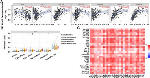 Figure 3 Correlation between PLAUR expression and immune cell infiltration levels in BLCA. (A) The relationship between PLAUR expression and immune infiltration in BLCA analyzed in TIMER database. (B) The correlation between the somatic copy number alterations of PLAUR and immune infiltration in BLCA analyzed in TIMER database. (C) The association between the expression of PLAUR and the abundance of tumor-infiltrating lymphocytes in BLCA analyzed in TISIDB database.