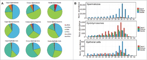 Figure 1. The dynamic nature of the sRNA landscape of the epididymal caput, corpus and cauda segments. Following filtering and normalization, sRNA reads were mapped to known sRNA populations retrieved from the mouse Ensembl non-coding RNA database to determine the contribution of each of the major sRNA species to the epigenome of mouse spermatozoa, epididymosomes, and epithelial cells. (A) Proportion of sRNAs belonging to each of the six major sRNA subclasses: piRNAs, miRNAs, tsRNAs, rRNAs, snoRNAs and snRNAs. (B) piRNA abundance and size distribution in epididymal spermatozoa, epididymosomes, and epithelial cells. Notably, the majority of piRNAs within cauda spermatozoa are between 29 and 31nt in size, suggesting generation via the PIWIL1-directed primary production pathway.