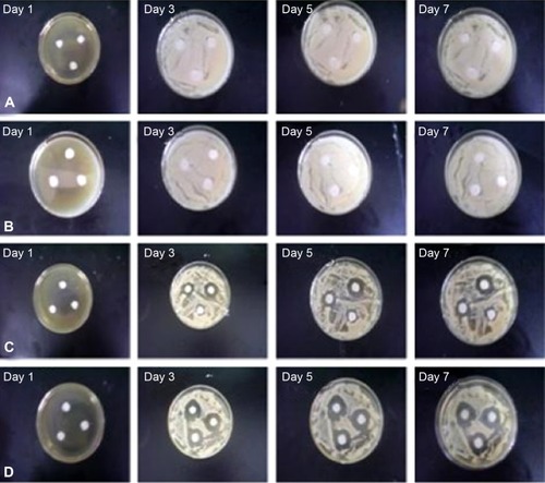 Figure 4 Antifungal activity of four different treatments (PBS control, ITZ-loaded PLGA NPs, ITZ-free TPP NPs, and ITZ-loaded TPP NPs).Notes: Paper-plate growth inhibition of Candida albicans treated with (A) ITZ-free TPP NPs; (B) PBS; (C) ITZ-loaded PLGA NPs; and (D) ITZ-loaded TPP NPs. The results showed that ITZ-free TPP NPs and PBS had no inhibitory effect on C. albicans, whereas ITZ-loaded TPP NPs and ITZ-loaded PLGA NPs could inhibit the growth of C. albicans. In addition, the inhibitory zone of ITZ-loaded TPP NPs and ITZ-loaded PLGA NPs showed that the inhibitory effect of ITZ-loaded TPP NPs on C. albicans was superior than that of ITZ-loaded PLGA NPs, which probably results from the drug release difference of ITZ-loaded TPP NPs and ITZ-loaded PLGA NPs.Abbreviations: ITZ, itraconazole; NP, nanoparticle; PBS, phosphate-buffered saline; PLGA, poly(lactic-co-glycolic acid); TPP, TPGS-b-(PCL-ran-PGA).