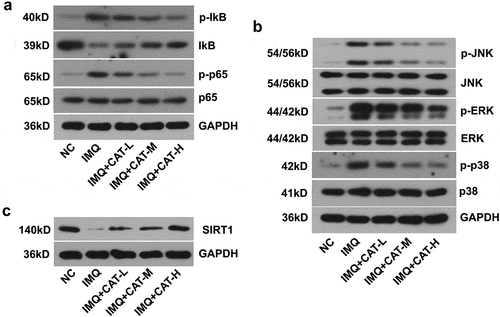 Figure 4. The effect of catalpol on the expression of SIRT1, NF-κB, and MAPKs signaling pathways in psoriatic-like mice. (a). The level of p-IkB, IkB, p-p65, and p65 was measured by western blot. (b). The level of p-JNK, JNK, p-ERK, ERK, p-p38, and p38 was examined by western blot. (c). The expression of SIRT1 was measured by western blot. Data were demonstrated as mean± SD. ##p < 0.01 vs. NC group. *p < 0.05 and **p < 0.01 vs. the IMQ group