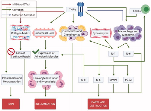 Figure 5. Downstream signaling of TNF alpha. TNF alpha has impact on cartilage matrix, endothelial cells, synoviocytes, macrophages/monocytes and prostanoids; playing a key role the pathogenesis of rheumatoid arthritis (Created with Biorender.com).