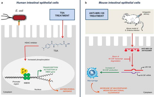 Figure 1. Putative epidrugs to modulate bacterial-host interactions. We illustrate two examples of putative epidrugs and their molecular mechanisms in the treatment of multidrug-resistant bacterial infections. In the panel (a) TSA treatment can enhance antimicrobial defence in human intestinal cells upon Escherichia coli infection by up-regulating the HBD2 gene. Moreover, in the panel (b) Administration of anti-MIR-128 can increase macrophage-mediated bacterial clearance in intestinal epithelial cells of mice infected with Salmonella enterica (see the text for the details).