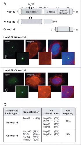 Figure 6. Nup133 N- and C-terminal protein fragments bind nucleoporins differentially. (A) Full length human Nup133 (1141 aa) and specific mapped domains are shown. The N-terminal, designated Nt-Nup133, consisted of 805 aa and contained the β-propeller domain, the ALPS motif, and a portion of the α-helical domain. The C-terminal Ct-Nup133 construct consisted of aa 917–1141 and contained the site for Nup107 interaction (aa 934–980). (B–C) U20S 2–6–3 cells were transfected with the designated Nup133 fragment. The extent of nucleoporin recruitment was then tested by staining with anti-LacI antibody together with antibodies to Nup160 (B-C) or Pom121, ELYS, Nup53, Nup98, and Nup214 (D). The percentage of transfected cells showing rim localization is shown in last column of (D). The comparative data for full length Nup133 is presented in Table 1.