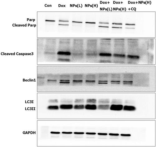 Figure 8. Western blot analyses of the expression levels of the cleaved caspase-3, cleaved PARP, LC3, and Beclin1 proteins when Hela cells were treated with blank CS NPs, free Dox, and a combination of free Dox and CS NPs. NPs(L) refers to the blank chitosan NPs at 10 μg/mL; NPs(H) refers to the blank chitosan NPs at 100 μg/mL.
