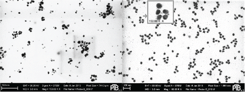 Figure 9. Change of silver particle morphology with sintering: TEM no sintering left, sintered right, 50 nm. Note the different magnification of the electron micrographs. Particles in the gray square of the right panel have been enlarged to match the magnification of the left panel.