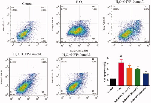 Figure 3. Effect of HYP on apoptosis in H2O2-insulted cells.