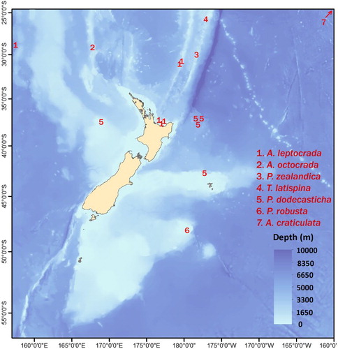 Figure 1 Distribution of species. The type locality of Antipathes craticulata n.sp. is in the Cook Islands at 20.12°S and 157.35°W.