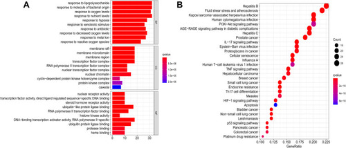 Figure 5 (A) GO analyses of the 130 potential targets associated with pancreatic cancer. The number of significantly enriched genes related to these terms is plotted on the x-axis; the BP, CC, and MF terms (p < 0.05) are plotted on the y-axis. (B) Dot plot showing the top 30 enriched KEGG pathways. The size of each dot corresponds to the number of genes annotated for the term, and the color of the dot corresponds to the corrected p-value.