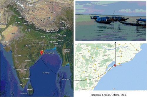 Figure 1. Pictorial depiction of study site of isolated field sample of N. Sphaeroides from Satapada Chilika, Odisha, India.