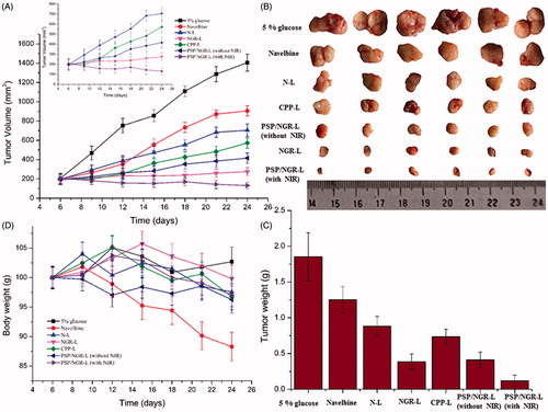 Figure 10. The antitumor effects of VB-loaded liposomes on HT-1080 tumor-bearing BALB/C mice. The tumor growth curves of mice receiving different VB-loaded liposomes or Navelbine® (n = 6, mean ± SD) (A). Photographs of the tumors at the end of treatment (B). The weights of the dissected tumors at the end of treatment (n = 6, mean ± SD) (C). Body weight changes in the mice during the treatment (D).