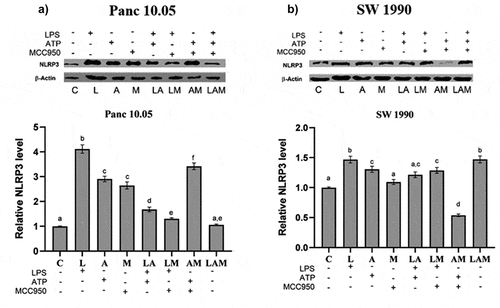 Figure 4. Relative protein expression levels of NLRP3 inflammasome by a) Panc 10.05 and b) SW 1990 PDAC cells in their respective co-cultures with RAW 264.7 macrophages under LPS and ATP-induced inflammation with or without MCC950 inhibition were analysed using Western blot.