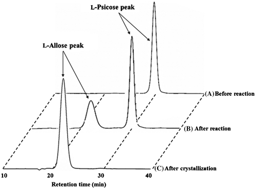 Fig. 3. HPLC of l-allose.