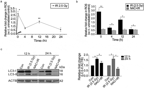 Figure 2. Radiation induces oxidative stress in RAW 264.7 cells. (a) Kinetics of radiation-induced oxidative stress in RAW 264.7 cells. The line graph shows relative fold change in fluorescence intensity for intracellular ROS production with respect to non-irradiated control cells after DCFDA staining (10 µM) in response to radiation exposure (2.5 Gy). *P < 0.05, at 0 h and **P < 0.01, at the 12 h post-IR respectively. (b) Effect of ROS scavenger NAC (freshly prepared, given 1 h prior irradiation) on the IR-induced oxidative burst. The values shown are relative to unirradiated control (considered as zero). The 0 h time point represents samples processed immediately after radiation. (c) Radiation-induced changes in autophagy levels are ROS-dependent. Immunoblots of total protein lysates from control, IR and NAC+IR samples harvested at 12 h or 24 h post-irradiation and probed with the indicated specific antibodies. For LC3 blotting, Sigma-Aldrich, L7543 was used. Each blot is representative of 3 independent experiments. The graph shows quantitation of band intensities (relative to ACTB) from 3 independent experiments.