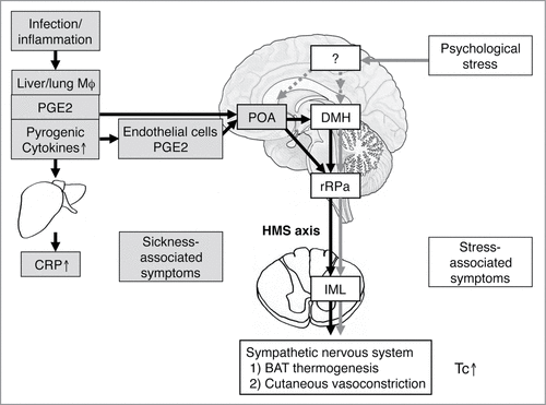 Figure 4. Possible mechanisms of psychological stress-induced hyperthermia in comparison with infectious fever. Infectious fever is induced by warmth-seeking behavior and shivering thermogenesis of the skeletal muscles, as well as sympathetic nerve-mediated non-shivering thermogenesis in brown adipose tissue and peripheral vasoconstriction. The HMS axis is known to mediate both sympathetic activation and shivering. In contrast, the brain region responsible for warmth-seeking behavior is currently unknown. Evidence suggests that neither the POA nor the DMH mediate warmth-seeking behavior.Citation129 Infectious/inflammatory fever is accompanied with elevated acute-phase proteins such as CRP and sickness behavior. By contrast, psychological stress increased Tc without accompanying sickness-related symptoms because it increases Tc via cytokines and PGE2-independant manner. So far, it is not known how psychological stress activates the DMH neurons to increase Tc or how the POA and other brain regions are involved in the psychological stress-induced hyperthermia. BAT, brown adipose tissue; CRP, C-reactive protein; DMH, dorsomedial hypothalamic nucleus; HMS, hypothalamic-medullary-sympathetic; IML, intermediolateral cell column; IL, interleukin; Mφ, macrophage; PG, prostaglandin; POA, preoptic area; rRPa, rostral raphe pallidus nucleus; Tc, core body temperature. Reprinted from Advances in Neuroimmune Biology, Vol 3, Oka T, Oka K, Mechanisms of psychogenic fever, Pages 3-17. © IOS Press. Reproduced by permission of IOS Press. Permission to reuse must be obtained from the rightsholder.