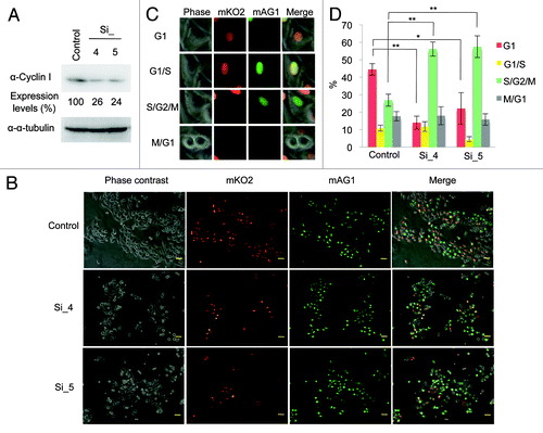 Figure 5. Knockdown of Cyclin I inhibits cell cycle progression in HeLa.S-Fucci cells. (A) Knockdown of Cyclin I in HeLa.S-Fucci cells. HeLa.S-Fucci cells were transfected with siRNAs for negative control (Control) or Cyclin I (Si_4, and Si_5) at day 0 and day 1, and then the expression level of Cyclin I was determined by immunoblot analysis at day 3. The protein level relative to the α-tubulin level was quantified using NIH ImageJ software. (B) Fluorescence microscopy images of Cyclin I-depleted HeLa.S-Fucci cells. HeLa.S-Fucci cells were cultured as described in (A), and then observed with fluorescence microscope at day 3. The morphology of cells and the color of cell nuclei were shown by phase contrast, mKO2, mAG1, and merged images, respectively. Bars, 50 μm. (C) The criteria for the classification of HeLa.S-Fucci cells into each cell cycle phase. Cells with mKO2 were at G1 phase; cells with both mKO2 and mAG1 were at the border of G1 and S phases; cells with mAG1 were at S, G2, and M phases; and cells with neither mKO2 nor mAG1 were at the transition from M to G1 phases, as described previously.Citation28 (D) The ratio of cell cycle phase of Cyclin I-depleted cells. HeLa.S-Fucci cells were cultured as described in (A). Cells were counted and classified into each cell cycle phase according to the criteria as shown in (C). Each value represents the mean ± SD of four counts of at least 120 cells. Statistical significance is shown using the Student t test analysis; *P < 0.05; **P < 0.01.