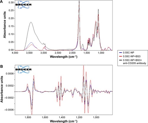 Figure 5 Infrared spectrum of NPs.Notes: Primary (A) and secondary derivative (B) of IR spectrum for 0.55C-NP (0.55 iv COOH terminated plain PLGA NPs) (blue), 0.55C-NP+BS3 (BS3 containing 0.55 iv COOH terminated PLGA NPs) (red), and 0.55C-NP+BS3+anti-CD205 antibody (BS3 containing 0.55 iv COOH terminated Ab modified PLGA NPs) (black). Data are represented in absorbance unit versus wavelength (cm−1).Abbreviations: IR, infrared; NP, nanoparticle; COOH, carboxylic acid; PLGA, poly(d, l-lactide co-glycolide); BS3, bis(sulfo-succinimidyl) suberate; iv, inherent viscosity; Ab, anti-CD205 antibody.