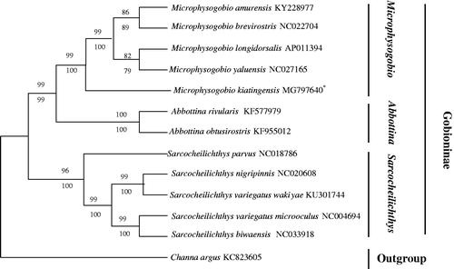 Figure 1. The phylogenetic analysis investigated using neighbour-joining (NJ) and maximum likelihood (ML) analyses indicated evolutionary relationships among 13 taxa based on nucleotide sequences of 13 concatenated protein-coding genes. The yielded NJ tree had a same topology as that of ML tree. Channa argus (GenBank: KC823605) was used as an outgroup.