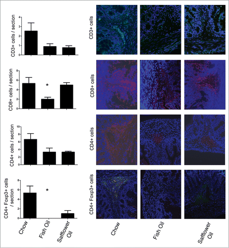 Figure 3. Rat pups born to dams fed diets rich in n-3 PUFA (fish oil) have altered colonic T cell balance. Rat dams were fed either 20% fat diets rich in either n-3 or n-6 PUFA and the offspring colons were examined for the presence of T cell markers via immunofluorescence and then quantified on colonic tissues sections. The n-3 rich diets depleted the presence of CD8+ T cells and CD4+ Foxp3+ T cells (*, P < 0.05).