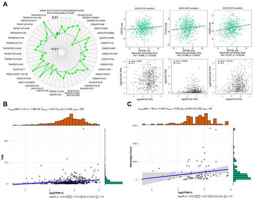 Figure 3 DPY30 expression is related to ICP, TMB, and neoantigen. (A) Correlations of DPY30 expression with ICP genes (CD274, CTLA4, CD160, HAVCR2, IDO2, and PDCD1LG2) involved in T-cell exhaustion. (B) The relationship between DPY30 expression and TMB. (C) The relationship between DPY30 expression and neoantigen.