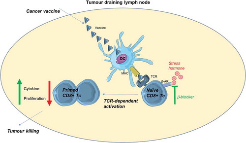 Figure 1. Blocking stress hormone signaling through β-adrenergic receptors improves CD8 + T-cell priming in cancer vaccination.