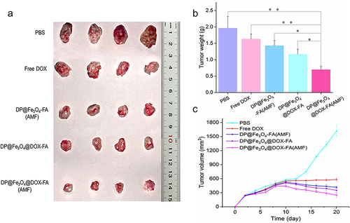 Figure 9 Antitumor effectiveness in vivo. (a) The tumor tissue images of mice after 20 days of therapy (b) Tumor weight statistics (c) Alterations in tumor volume throughout treatment. (b) and (c) were created using OriginPro 2019b software. *p < 0.05, **p < 0.01.