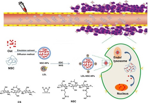 Figure 1 Schematic of the synthesis and mechanism of nanoparticles for tumor targeting.Abbreviations: CS, chitosan; LDL, low-density lipoprotein; NHS, N-hydroxysuccinimide; NPs, nanoparticles; NSC, N-succinyl-chitosan; Ost, osthole; EDC, 1-(3-Dimethylamino-propyl)-3-ethylcarbodiimide; Endo, endosome.