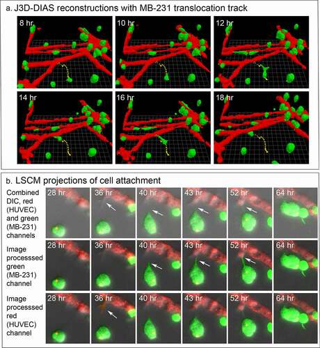 Figure 5. The majority of MB-231 cells moved in a persistent fashion toward the HUVEC network, forming filopodia that expanded into pseudopods in the direction of the network. HUVEC cells targeted by the MB-231 cells, in turn extended a projection at the site of contact with the MB-231 projection. (a) The translocation track of a MB-231 cell moving in the direction of a HUVEC network. The cell body is positioned along the track as a function of time. The network and cell are J3D-DIAS reconstructions. (b) The formation of an anterior filopodium by an MB-231 cell contacting a cell in the HUVEC network and the protrusion (pointed to by white arrow) from the HUVEC cell in response. The network and cell are LSCM projections. Red, HUVEC network; green, MB-231 cell; yellow, centroid track