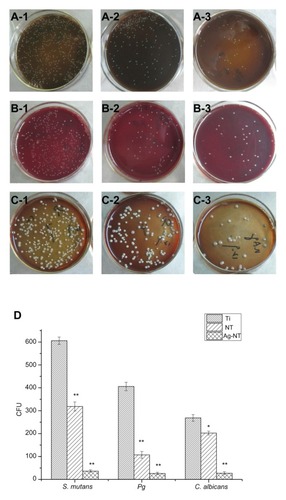 Figure 3 In FAC assay, re-cultivated microbial colonies on TSA : S. mutans colonies are collected from Ti (A-1), NT (A-2), and Ag-NT (A-3). The Pg colonies are collected from Ti (B-1), NT (B-2), and Ag-NT (B-3). C. albicans colonies are collected from Ti (C-1), NT (C-2), and Ag-NT (C-3); Counts of CFU in FAC assay (D). One-way ANOVA followed by SNK was utilized to determine the level of significance.Notes: *P < 0.05; **P< 0.01.Abbreviations: ANOVA, analysis of variation; CFU, colony forming unit; FAC, film applicator coating; SNK, Student–Newman–Keuls; TSA, tryptic soy agar.