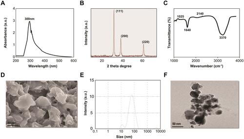 Figure 1 Synthesis and characterization of PtNPs using lutein. (A) Absorption spectra of lutein-mediated synthesis of PtNPs. (B) X-ray diffraction patterns of PtNPs. (C) FTIR spectra of PtNPs. (D) Morphology analysis by SEM. (E) Size distribution analysis of PtNPs using DLS. (F) TEM images of PtNPs. The data represent the results of a representative experiment.