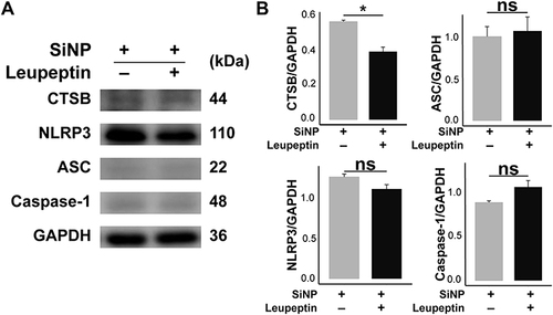 Figure 5 Effect of CTSB on SiNP-induced macrophage pyroptosis. RAW-ASC cells were pretreated with leupeptin for 1 h, then LPS for 6 h and SiNP for 4 h. (A) The expression of CTSB, NLRP3, ASC, Caspase-1 in RAW-ASC cells. (B) Quantitative analysis and comparison of proteins in A. The expression of these proteins was quantified by normalizing to GAPDH. N=3. *P < 0.05.
