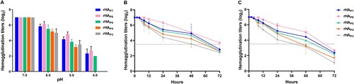 Figure 6. The stability of five virus mutants with different HA glycosylation patterns. (A) pH stability. 128 HAU/50 µL of virus was mixed with equal volumes of buffers (pH 4.0, 5.0, 6.0, and 7.0, respectively) and incubated at 37°C for 10 min. The sample was then assayed for hemagglutination titres. (B and C) Thermostability at 33°C and 37°C. 128 HAU/50 µL of virus was incubated at 33°C or 37°C for different time and then cooled to 4°C to determine the corresponding hemagglutination titres. Each data point represents the mean ± SD of three independent experiments.