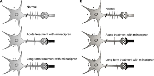 Figure 2 Scheme of the activity of 5-HT (A) and norepinephrine (NE) (B) neurotransmission during treatment with milnacipran. A) 5-HT system. Acute treatment with milnacipran results in a decreased firing of 5-HT neurons from the raphe nucleus possibly due in part to increased stimulation of somatodendritic autoreceptors. Long-term treatment with milnacipran results in a full recovery in the firing rate of 5-HT neurons in the presence of milnacipran thereby leading to a net increase in 5-HT neurotransmission. Contributing to this enhancement are: 1) the normalized firing rate of 5-HT neurons in the presence of milnacipran 2) the desensitization of the terminal 5-HT1B autoreceptor, and 3) the desensitization of the α2-adrenergic heteroreceptors on 5-HT terminals. B) NE system. Acute treatment with milnacipran results in increased synaptic concentrations of NE but decreased firing of the NE neurons of the locus coeruleus due to increased stimulation of the somatodendritic α2-adrenergic autoreceptors. Long-term treatment with milnacipran results in a further increase in synaptic concentrations of NE due to desensitization of presynaptic autoreceptors. The somatodendritic α2-adrenergic autoreceptors do not desensitize.