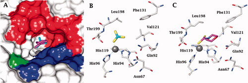 Figure 1. (A) Surface representation of hCA II active site in adduct with superimposed trithiocarbonate (cyan, PDB 3K7K) and the DTC morpholinocarbodithioate 23 (magenta, PDB 3P5A). The hydrophobic half of the CA active site is shown in red, and the hydrophilic one in blue; the proton shuttle residue His64 is shown in green. Cartoon view of hCA II active site in complex with B) trithiocarbonate and C) DTC 23.