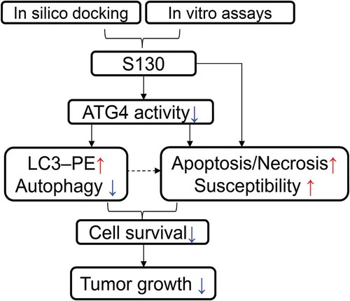 Figure 9. Illustration of the screening strategy for ATG4B inhibitors and the proposed anti-tumor mechanisms of S130.