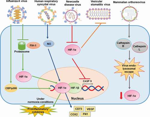 Figure 4. Schematic representation of the effects of negative single-stranded RNA and double-stranded RNA viruses on HIF-1α, and (possible) mechanisms of action