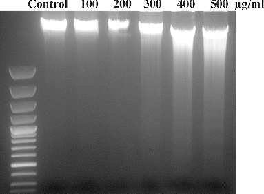 Figure 7. DNA damage of L-132 cells on exposure to SiO2-NPs for 24 h.